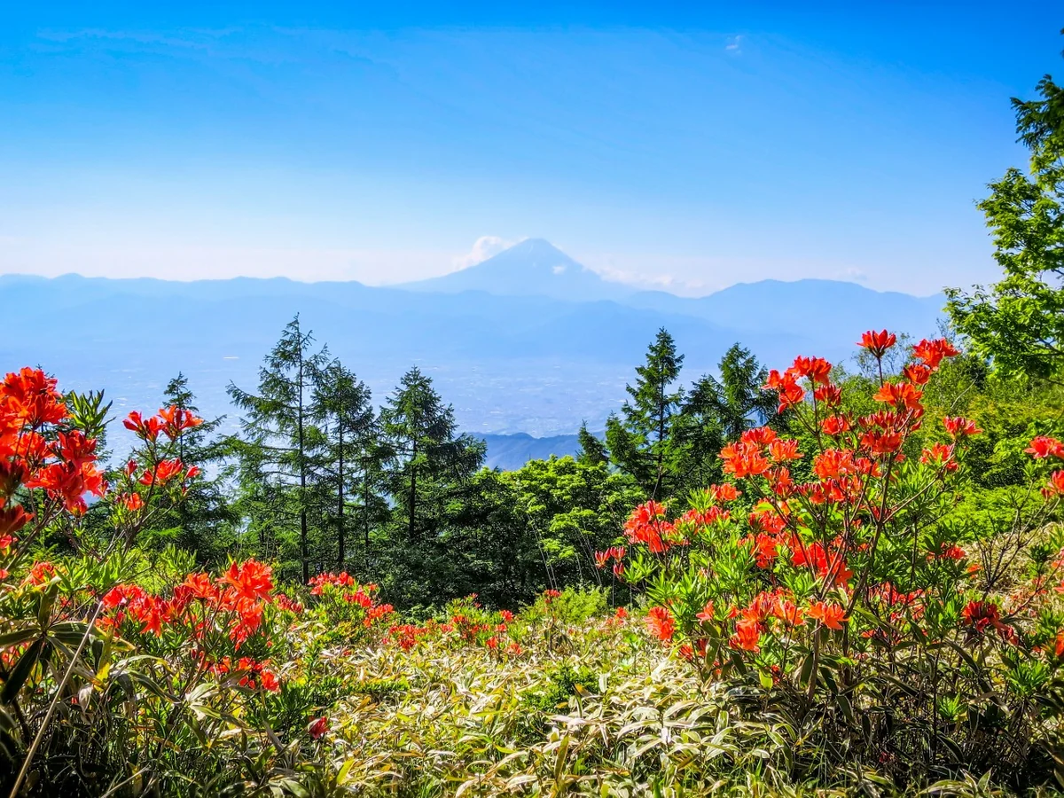 投稿写真：レンゲツツジと富士山