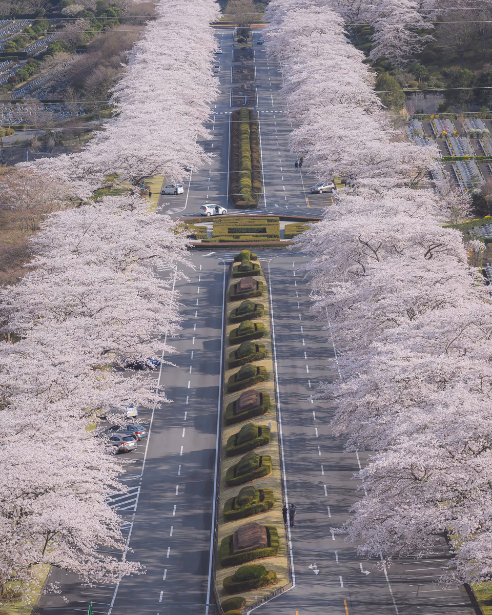 投稿写真：Sakura street