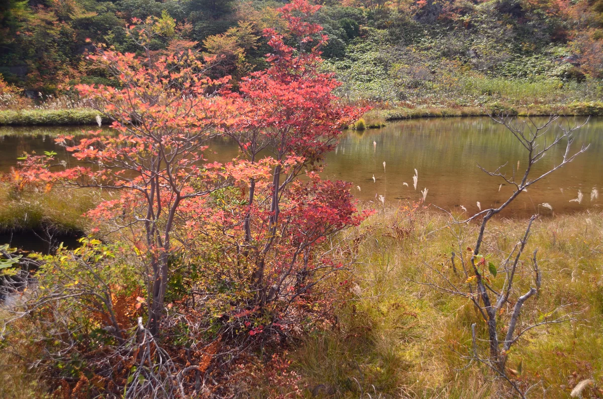投稿写真：秋の武具脱の池