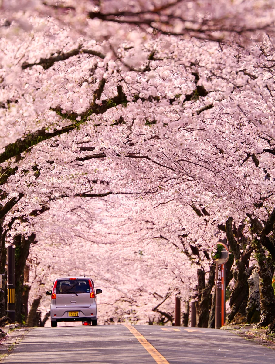投稿写真：桜色の世界