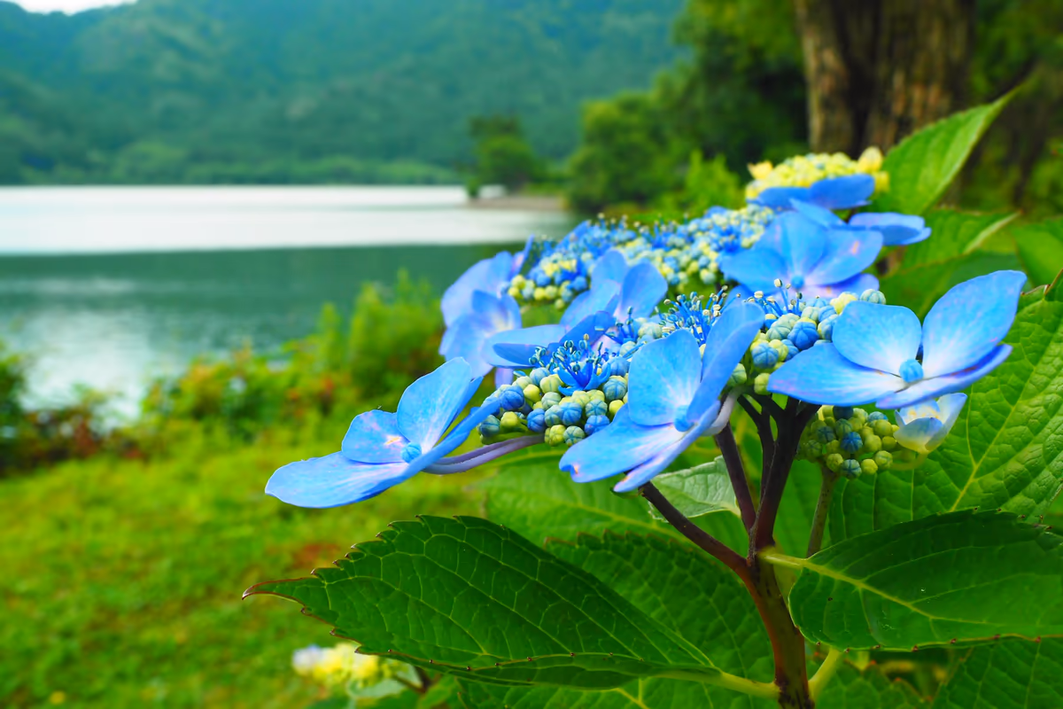 投稿写真：余呉湖畔　紫陽花