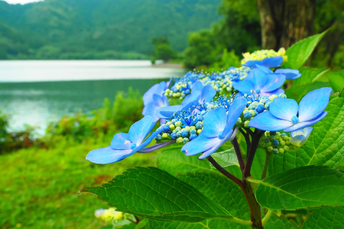 投稿写真：余呉湖畔　紫陽花