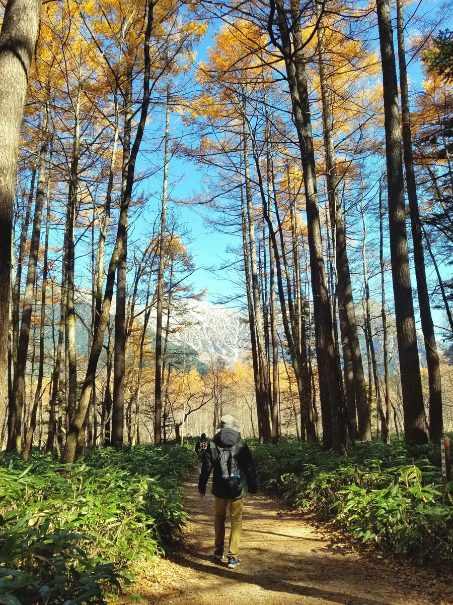 投稿写真：晩秋の上高地　唐松の黄葉の中を