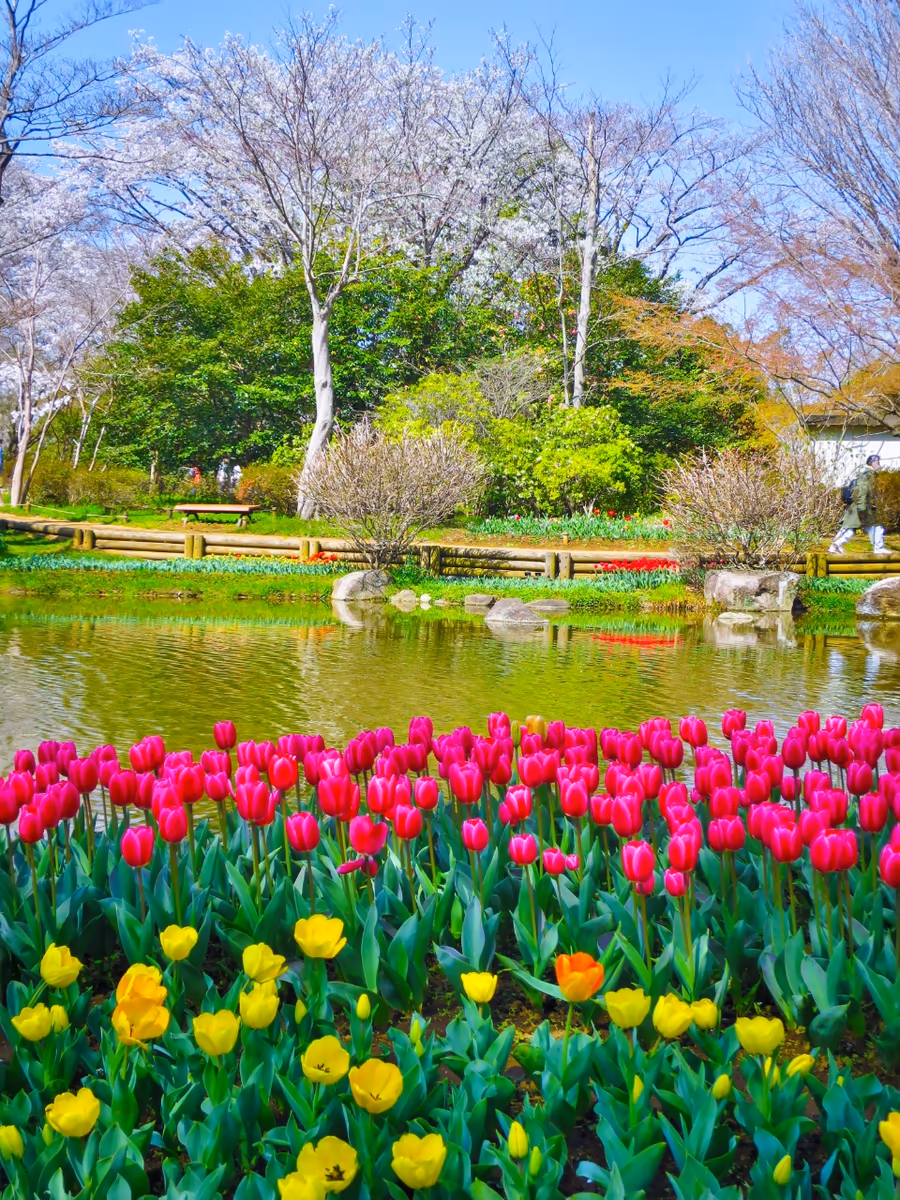 投稿写真：チューリップと桜