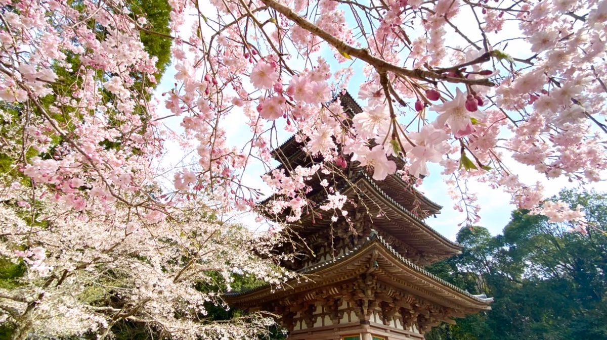 投稿写真：醍醐寺 国宝 五重塔
