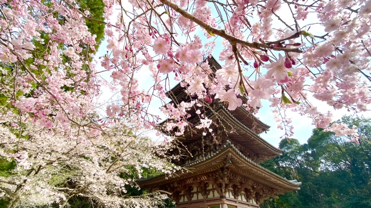 投稿写真：醍醐寺 国宝 五重塔