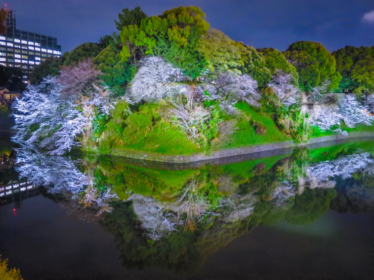 投稿写真：夜桜リフレクション