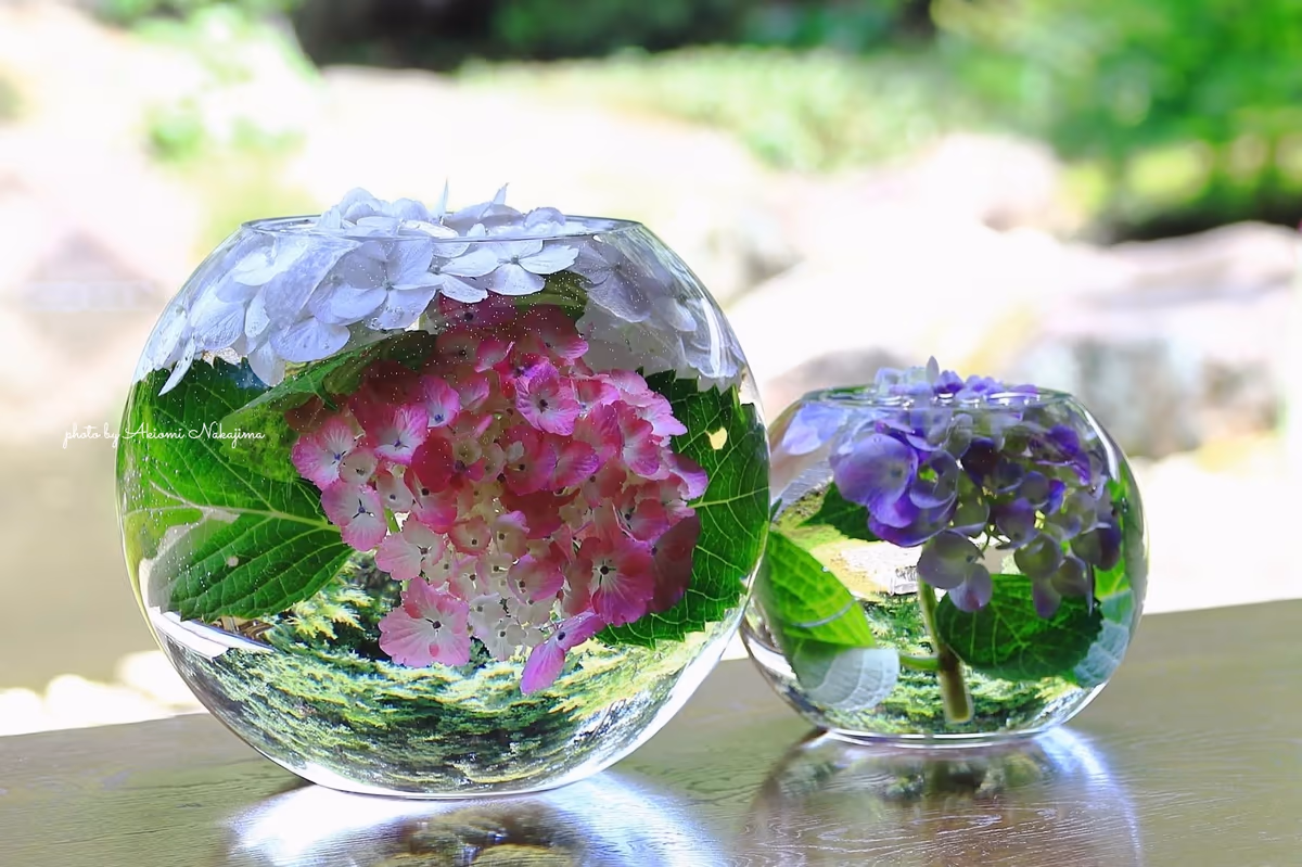 投稿写真：水中の花園