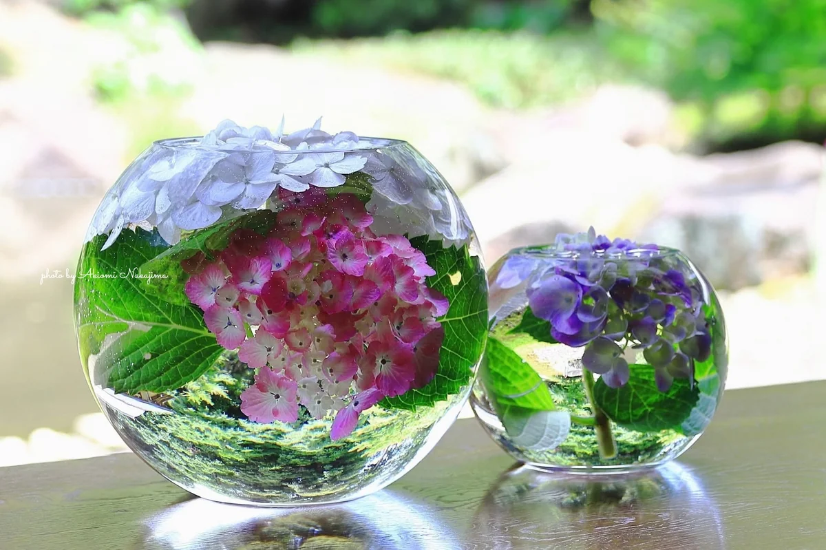 投稿写真：水中の花園