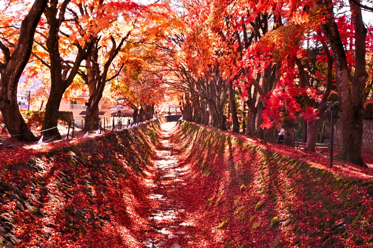 投稿写真：赤の世界