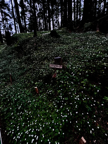 投稿：春を告げる妖精 バイカオウレンの群生地