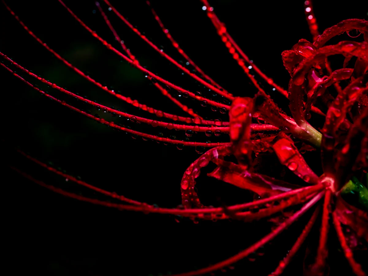 投稿写真：霧雨が降る