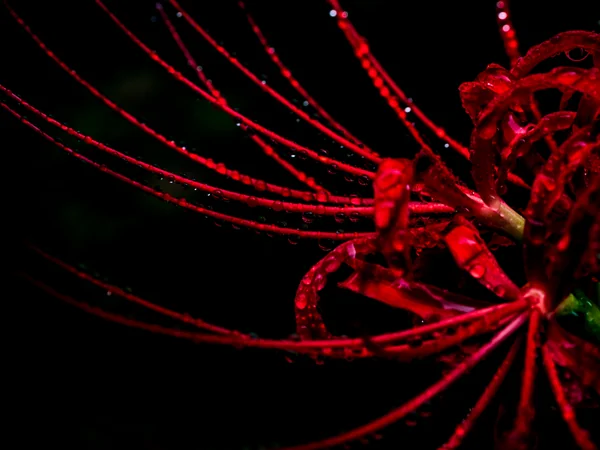 投稿：霧雨が降る