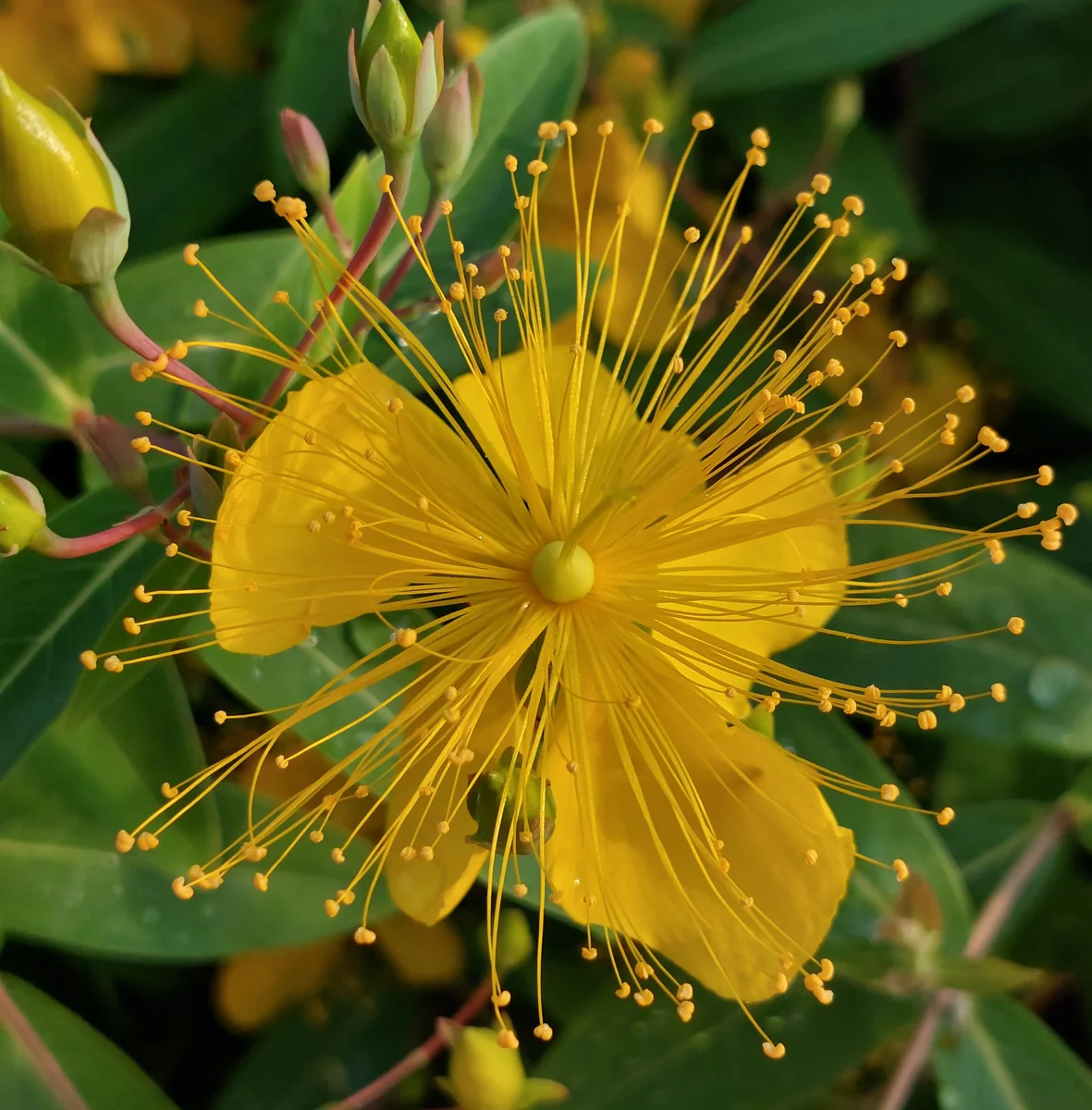 投稿写真：今朝、なまえを知った花🥀