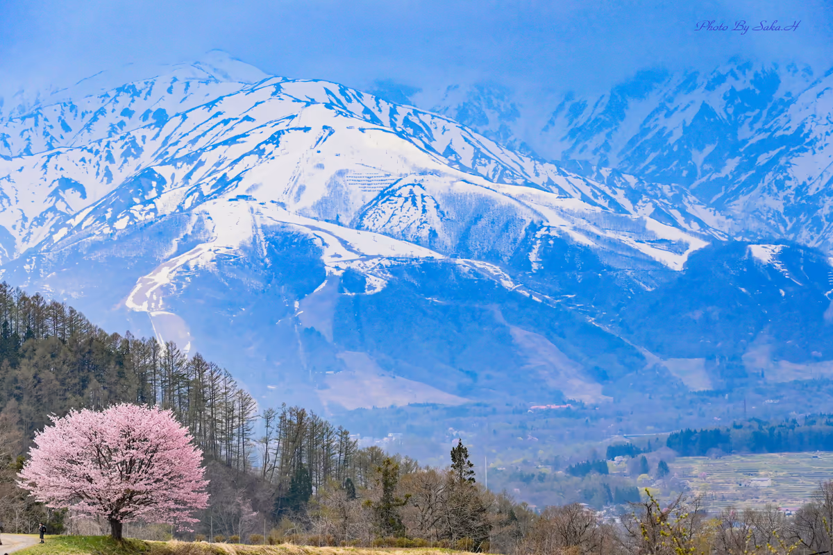 投稿写真：里山の春