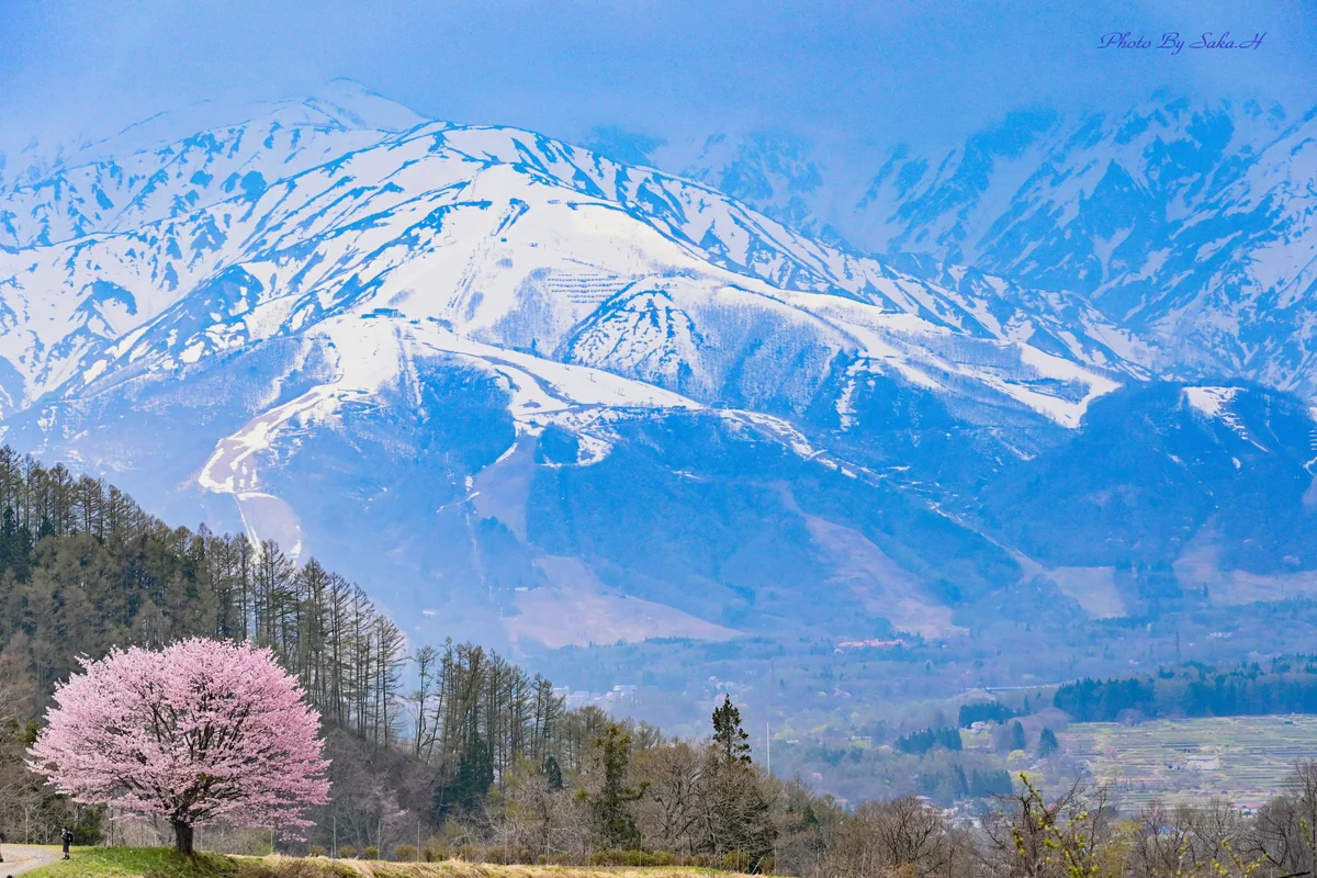 投稿写真：里山の春