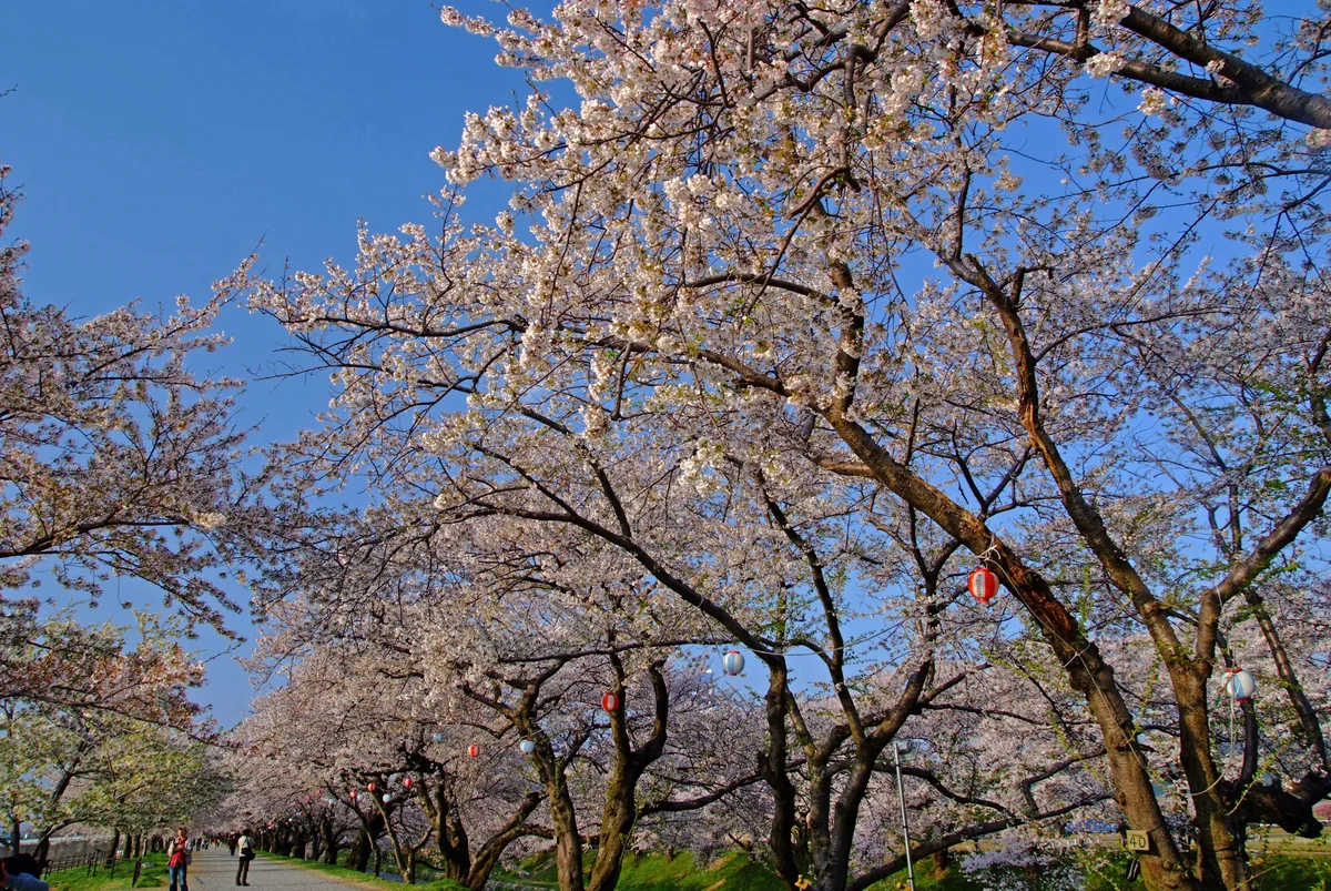 投稿写真：桜道をゆく