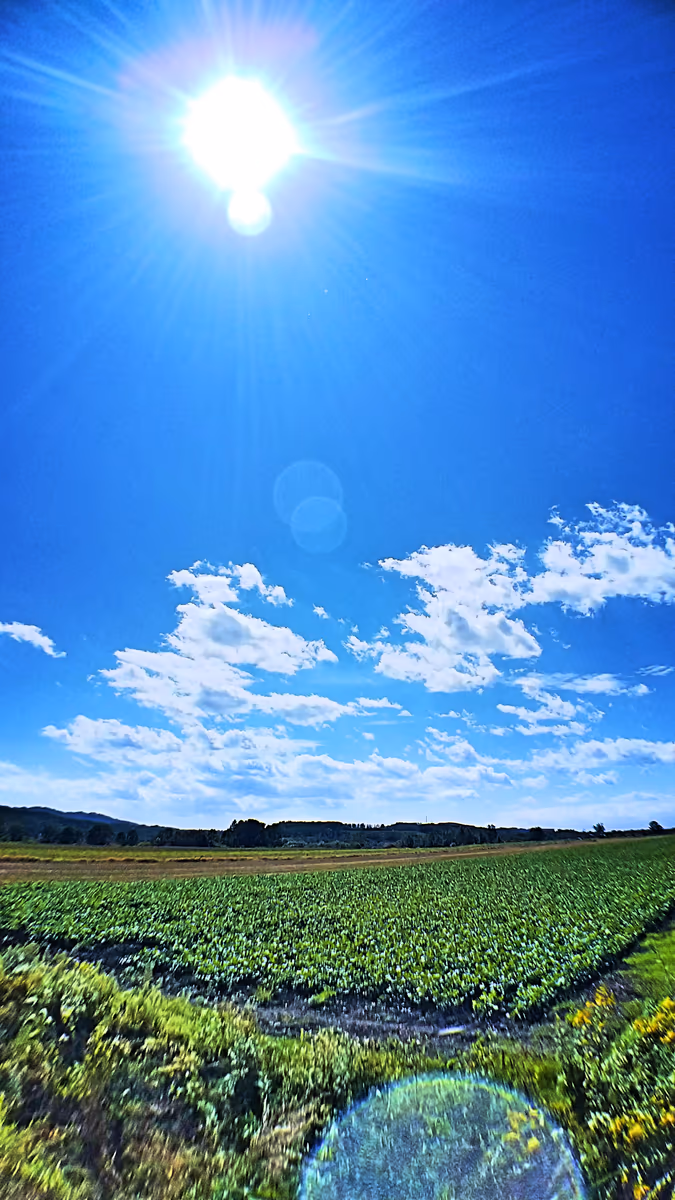 投稿写真：青空とビート畑