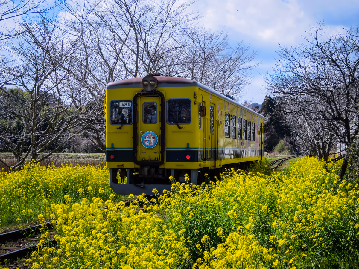 投稿写真：菜の花といすみ鉄道
