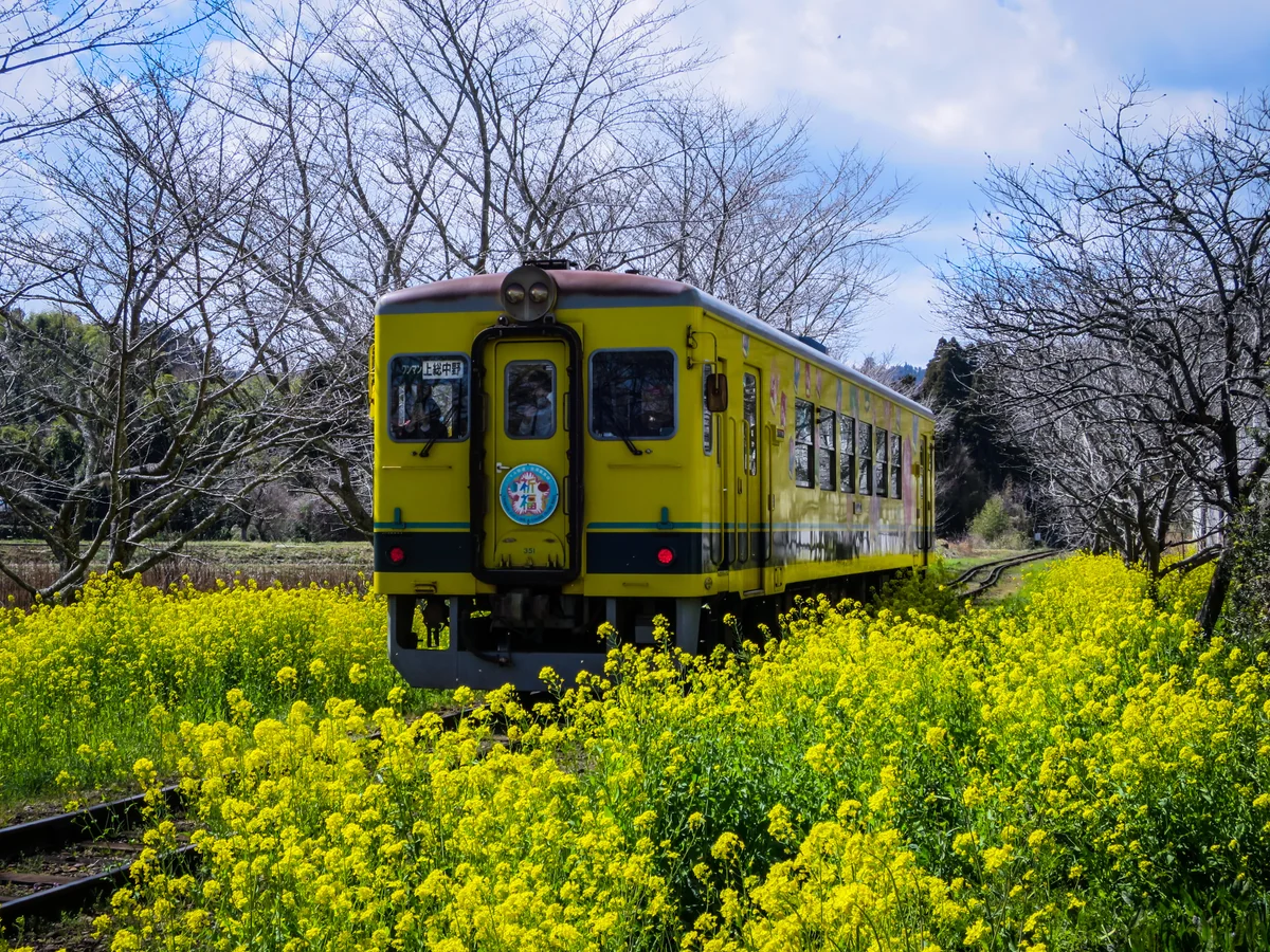 投稿写真：菜の花といすみ鉄道