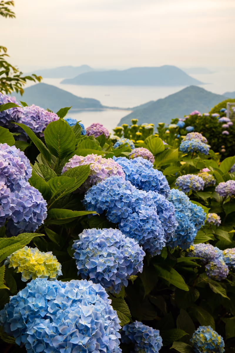 投稿写真：紫雲出山の紫陽花