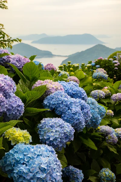 投稿：紫雲出山の紫陽花