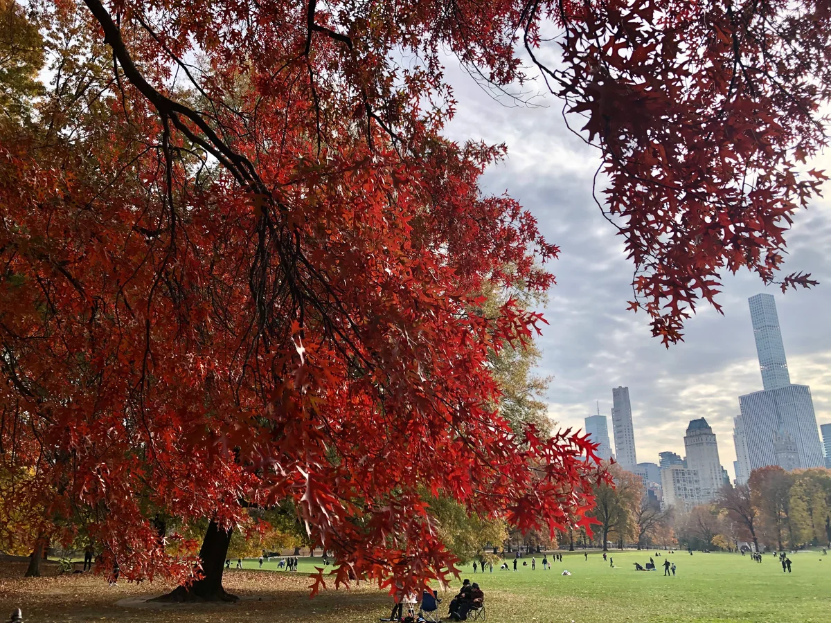 投稿写真：紅葉のセントラルパーク