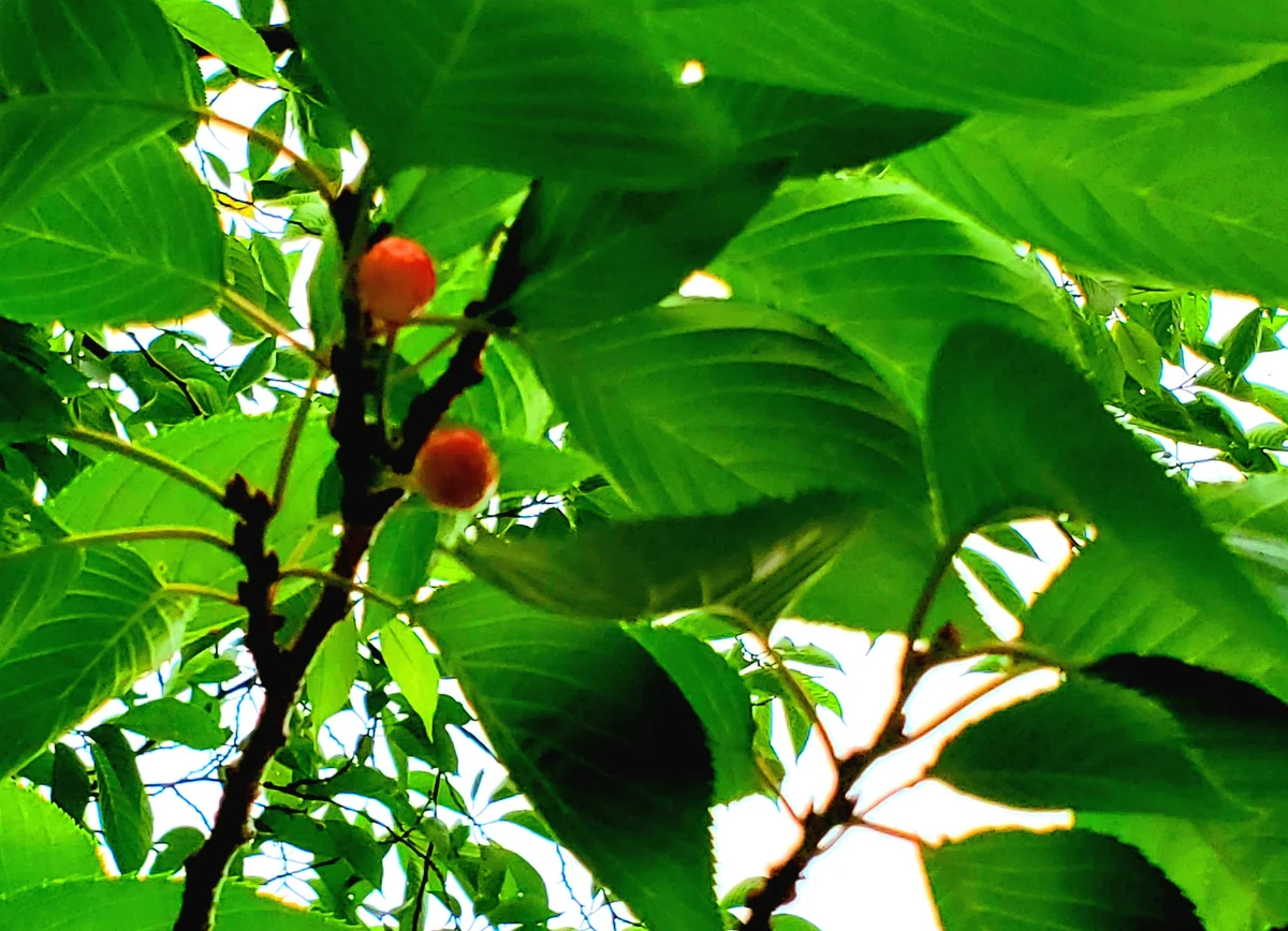 投稿写真：さくらんぼ