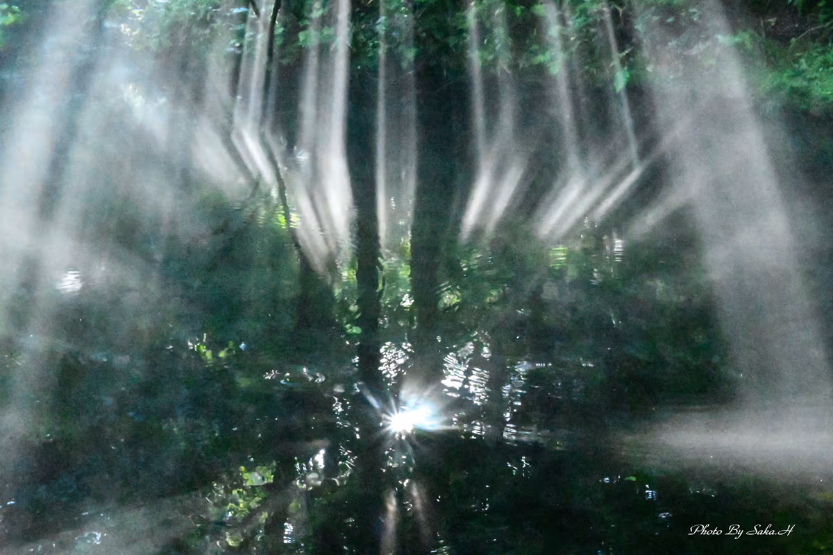 投稿写真：光のシャワー