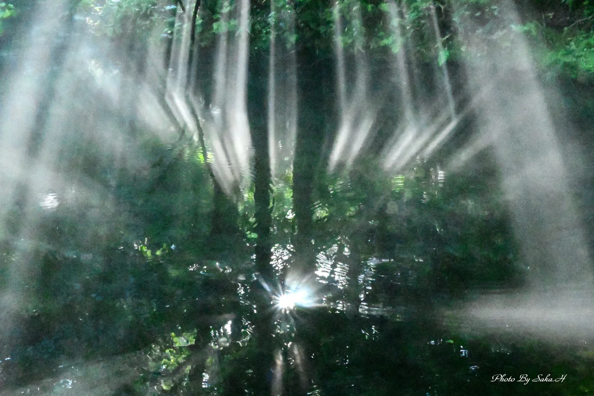 投稿写真：光のシャワー