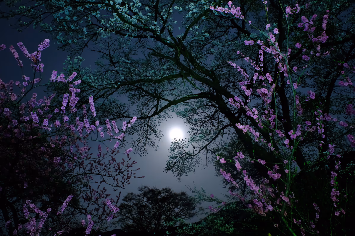 投稿写真：夜桜