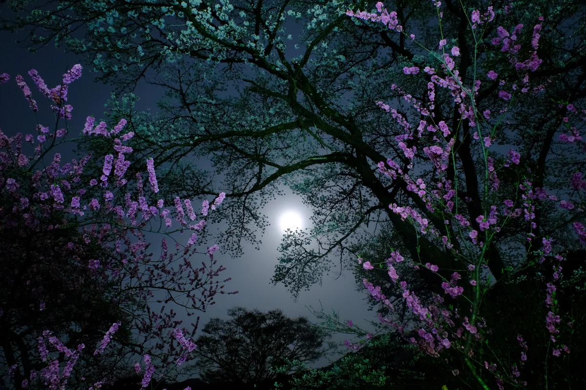 投稿写真：夜桜