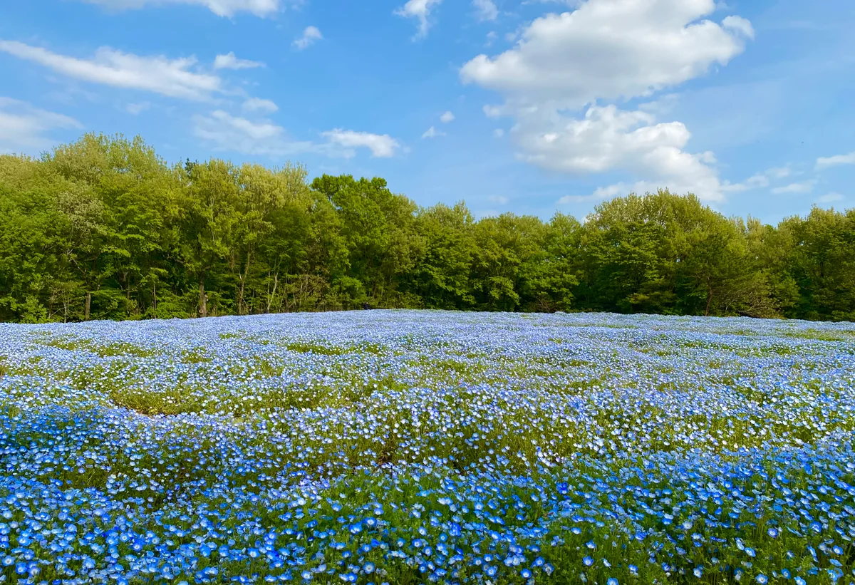 投稿写真：エンドレスブルー