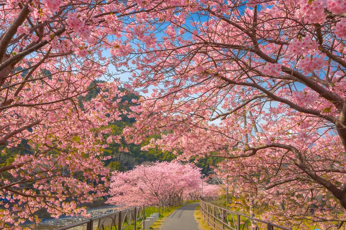 投稿写真：さくらの道