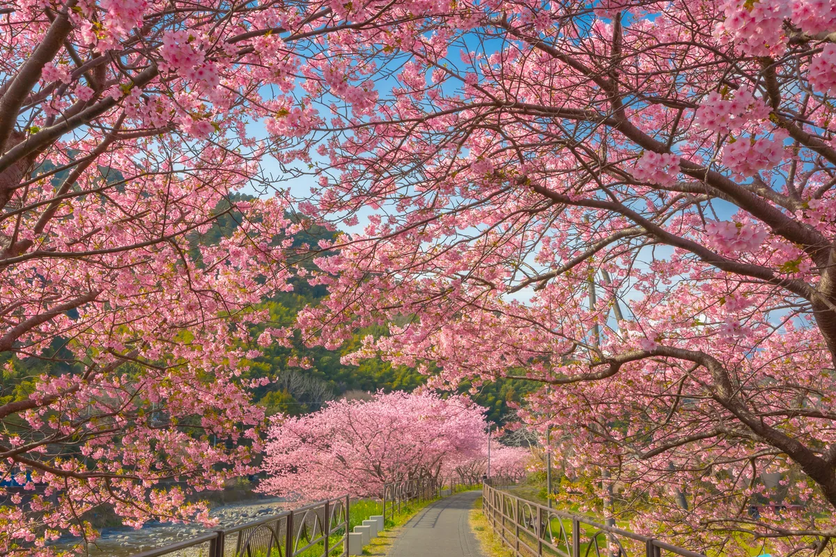 投稿写真：さくらの道