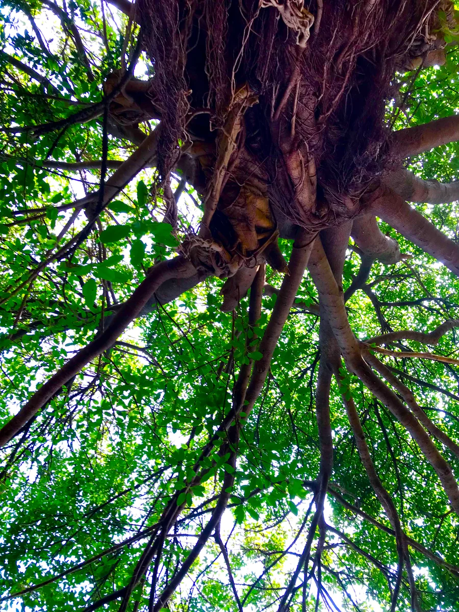 投稿写真：安息の日々