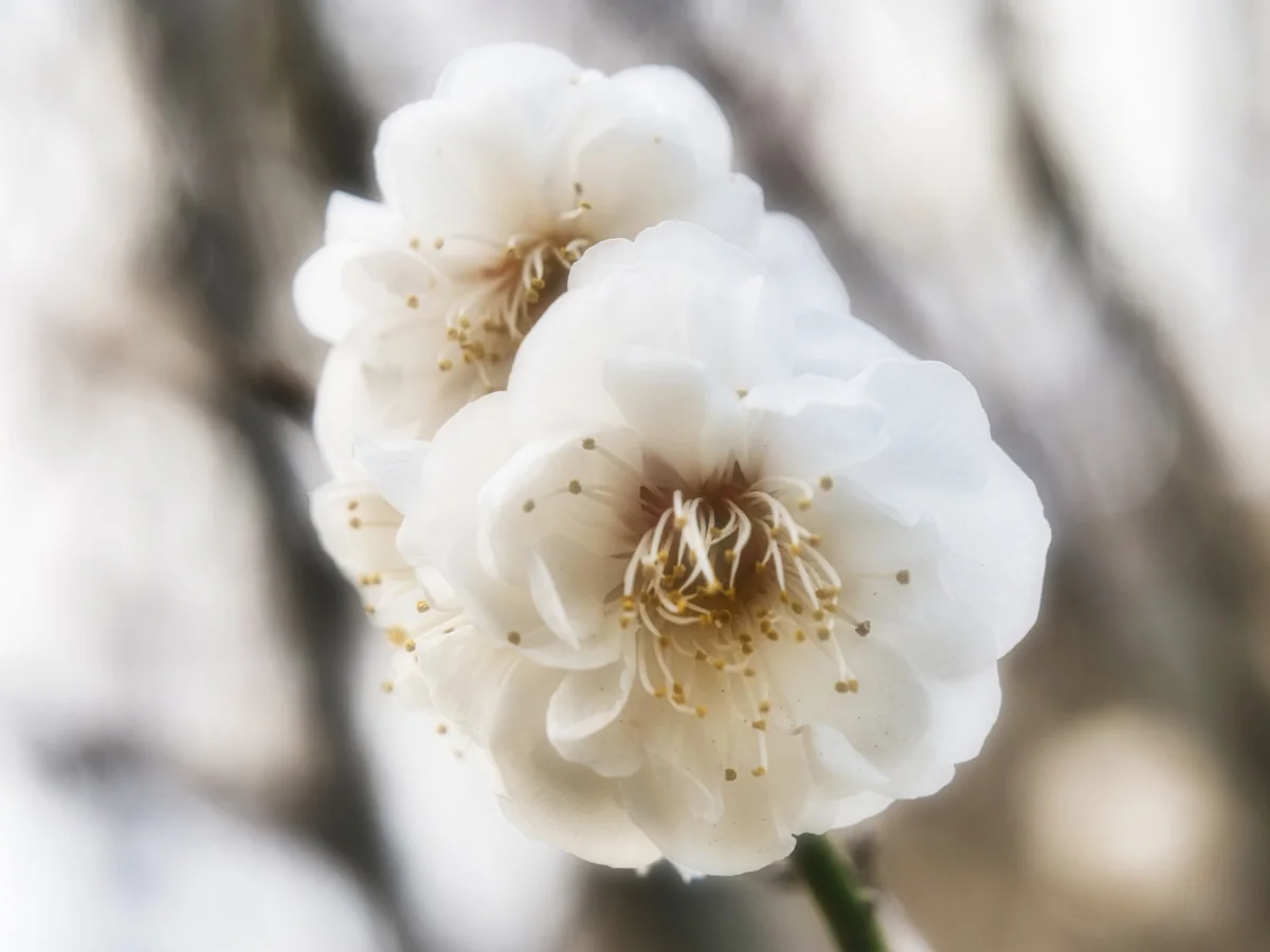 投稿写真：月ケ瀬湖の梅