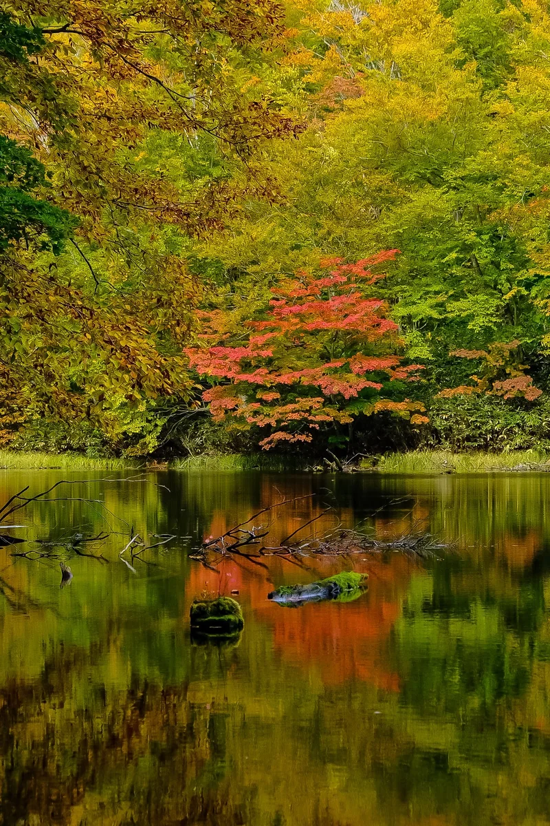 投稿写真：蔦七沼