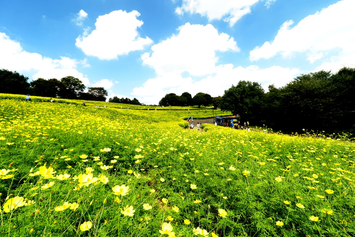 投稿写真：コスモス一面