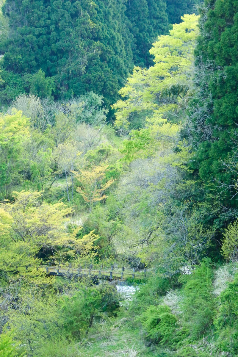 投稿写真：渓谷の古橋