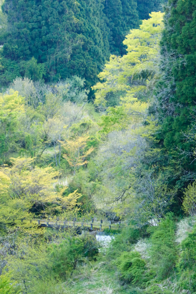 投稿：渓谷の古橋