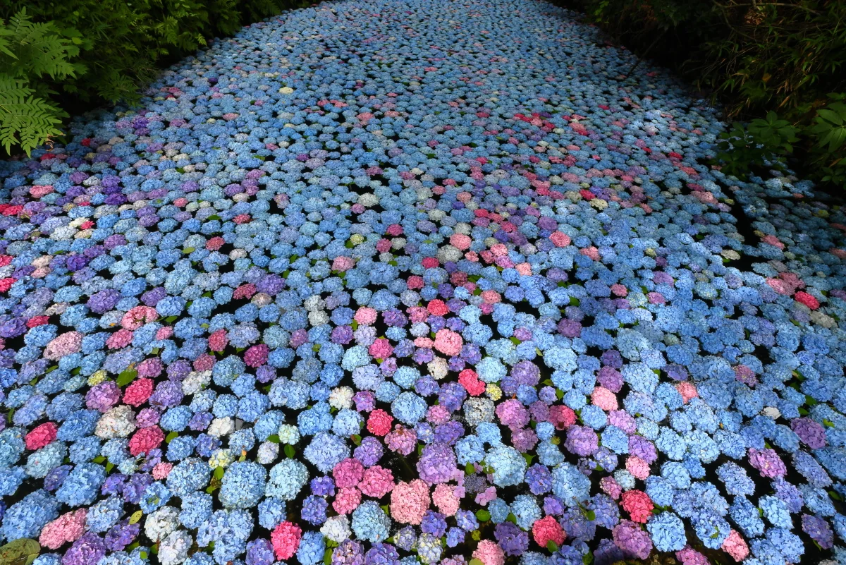 投稿写真：みちのくあじさい園のあじさい池