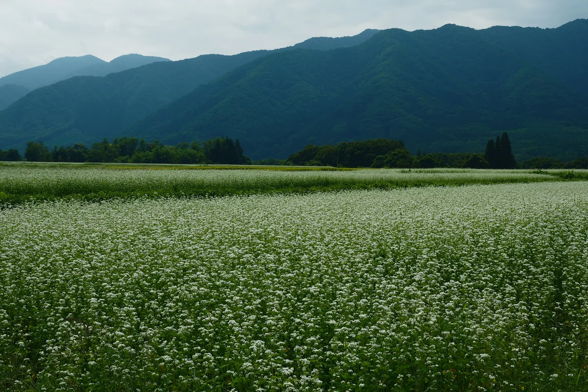 投稿写真：猿楽台地のソバの花