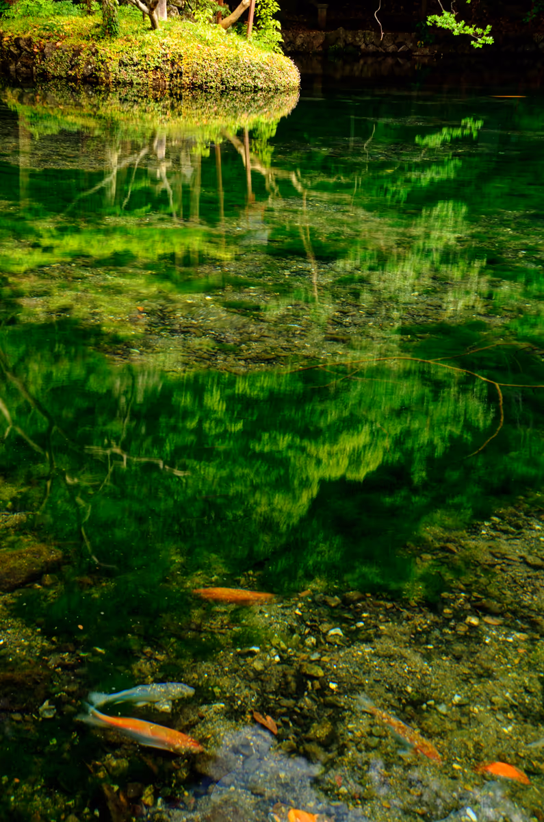 投稿写真：緑映