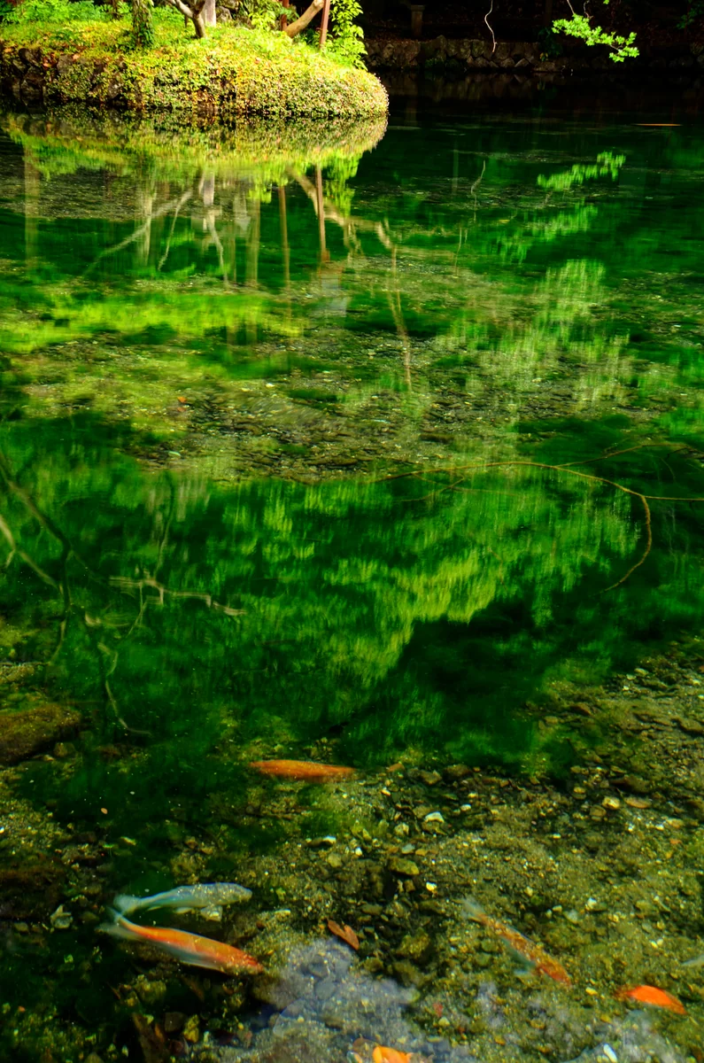 投稿写真：緑映