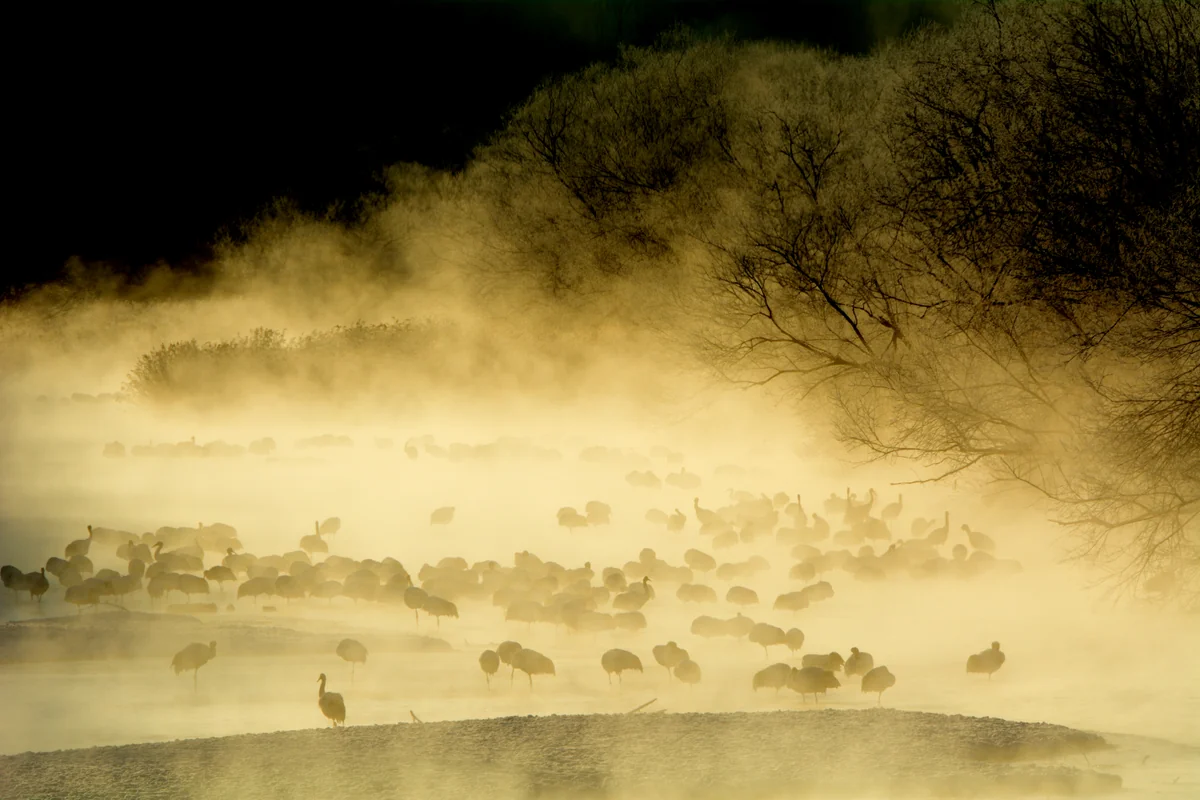 投稿写真：雪裡川のねぐらでたたずむ丹頂鶴