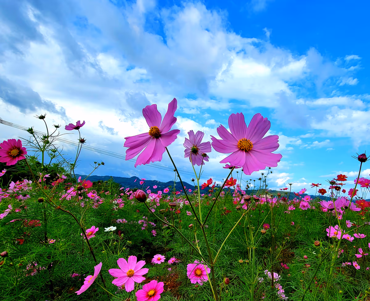 投稿写真：COSMOS×COSMOS