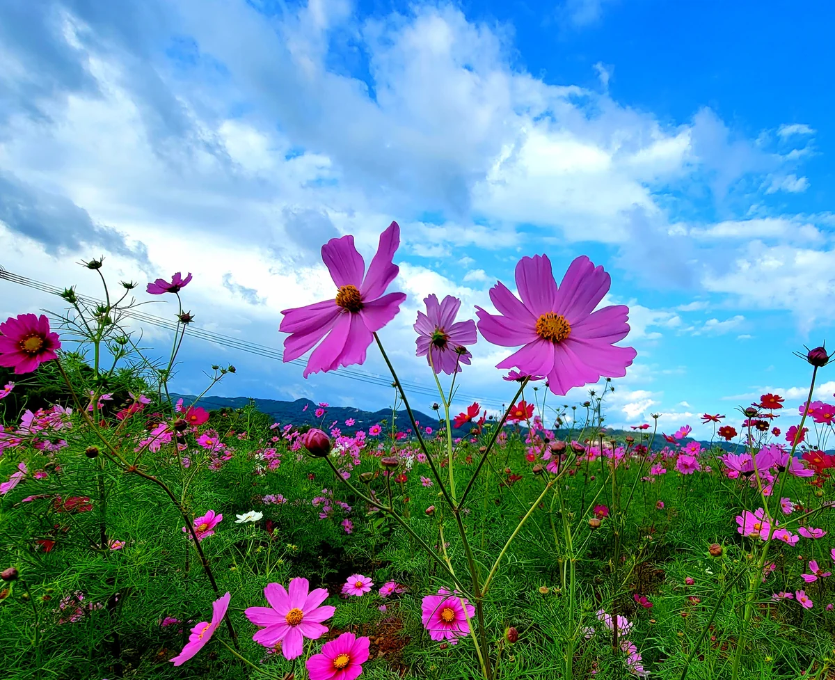 投稿写真：COSMOS×COSMOS