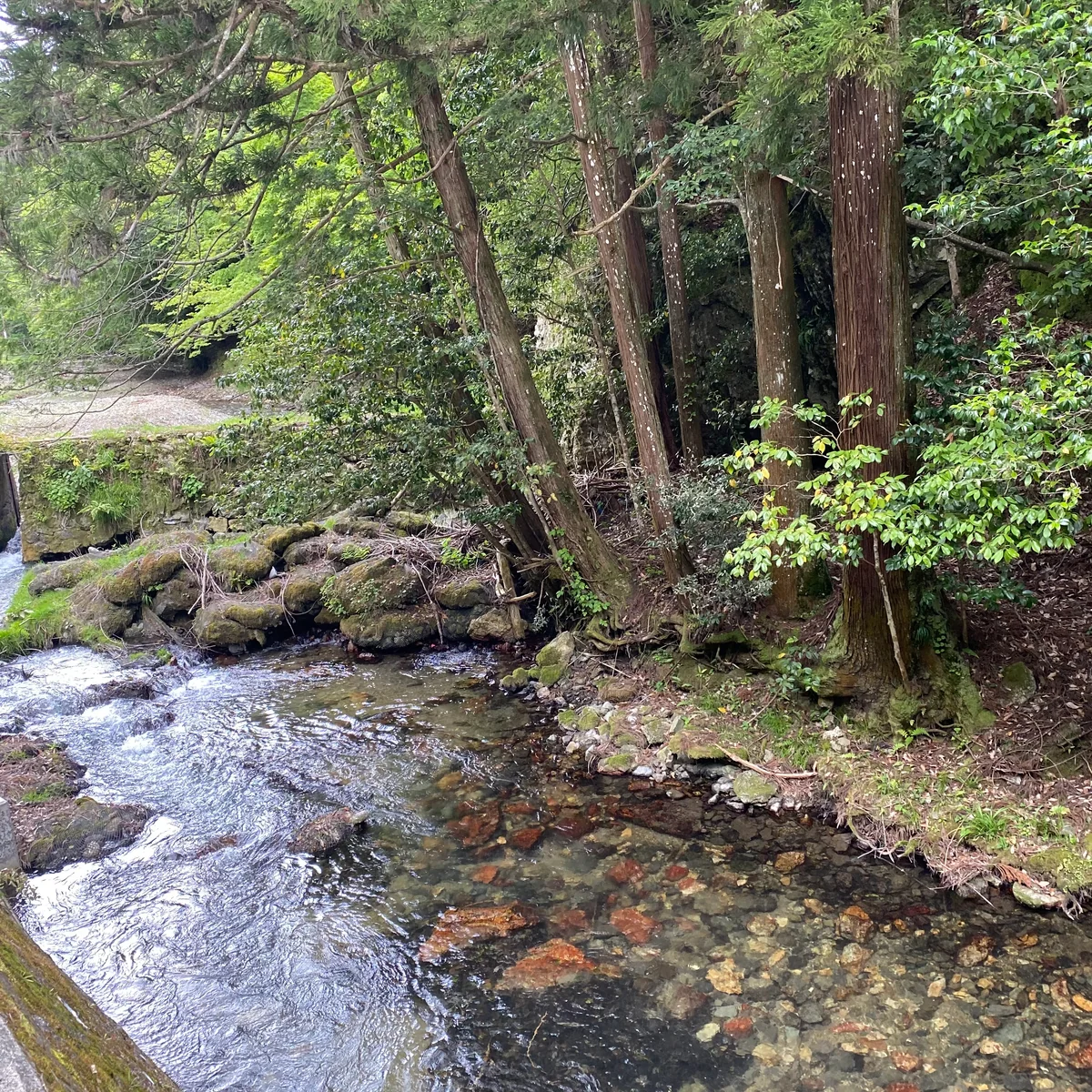 投稿写真：せせらぎと鳥の声