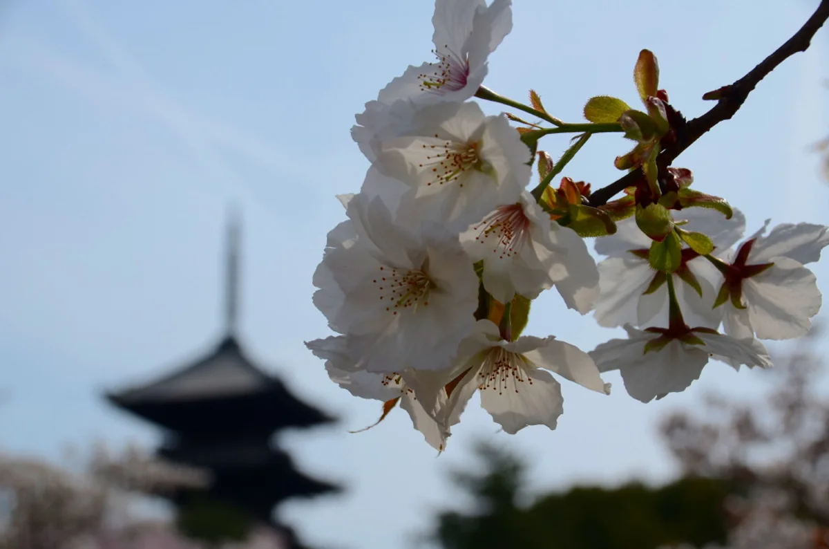 投稿写真：仁和寺　御室桜